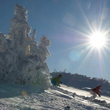 Daire Hinterholzer *